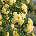 Rosa banksiae (Lady Banks Yellow Rose) Seeds for Planting image 1