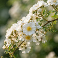Rosa multiflora Flower Seeds for Planting image 1