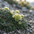 Scleranthus uniflorus - image 1