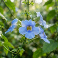 Sky Blue Jude Vine Flower Seeds for Planting image 1