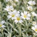 Snow-in-Summer White - image 1