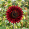 Sunflower 'Moulin Rouge' Seeds for Planting image 1