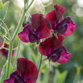 Sweet Pea Beaujolais Flower Seeds for Planting image 1