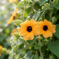 Thunbergia alata (Black-Eyed Susan Vine) Seeds for Planting image 1