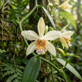 Vanilla planifolia Orchid Seeds for Planting image 1