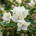 White Bougainvillea Flower Seeds for Planting image 1