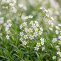 White Gypsophila repens - image 1