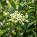 White Loroco Flower Seeds for Planting image 1