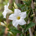 White Mandevilla Vine Flower Seeds for Planting image 1
